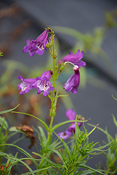Sunburst Colors Beard Tongue (Penstemon x mexicali 'Sunburst Colors') at Lakeshore Garden Centres
