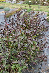 Mystica Beard Tongue (Penstemon digitalis 'Mystica') at Lakeshore Garden Centres