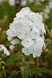 Peacock White Garden Phlox (Phlox paniculata 'Peacock White') at Lakeshore Garden Centres