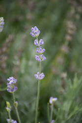 Luvleigh Lavender (Lavandula angustifolia 'Luvleigh') at Lakeshore Garden Centres