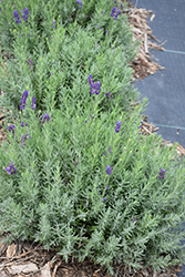 Aromatico Blue Lavender (Lavandula angustifolia 'Lablusa') at Lakeshore Garden Centres