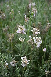 Sentivia Silver Lavender (Lavandula angustifolia 'Sentivia Silver') at Lakeshore Garden Centres