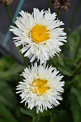 Spellbook Stupefy Shasta Daisy (Leucanthemum x superbum 'Stupefy') at Lakeshore Garden Centres