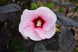 Carousel Pink Candy Hibiscus (Hibiscus moscheutos 'Tahi12') at Lakeshore Garden Centres