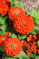 Magellan Scarlet Zinnia (Zinnia 'Magellan Scarlet') at Lakeshore Garden Centres