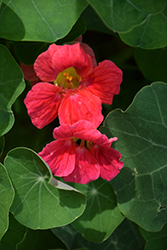 Cherry Rose Jewel Nasturtium (Tropaeolum majus 'Cherry Rose Jewel') at Lakeshore Garden Centres