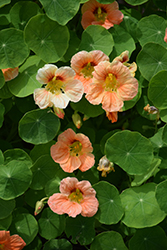Tip Top Apricot Nasturtium (Tropaeolum majus 'Tip Top Apricot') at Lakeshore Garden Centres