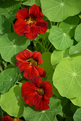 Tip Top Mahogany Nasturtium (Tropaeolum majus 'Tip Top Mahogany') at Lakeshore Garden Centres
