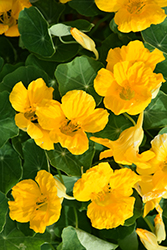 Tip Top Gold Nasturtium (Tropaeolum majus 'Tip Top Gold') at Lakeshore Garden Centres