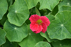 Whirlybird Cherry Rose Nasturtium (Tropaeolum majus 'Whirlybird Cherry Rose') at Lakeshore Garden Centres