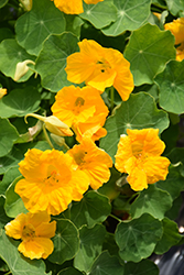 Golden Gleam Nasturtium (Tropaeolum majus 'Golden Gleam') at Lakeshore Garden Centres