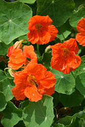 Glorious Gleam Nasturtium (Tropaeolum majus 'Glorious Gleam') at Lakeshore Garden Centres