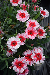 Super Parfait Strawberry Pinks (Dianthus 'Super Parfait Strawberry') at Lakeshore Garden Centres