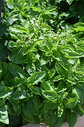 Dolce Fresca Basil (Ocimum basilicum 'Dolce Fresca') at Lakeshore Garden Centres