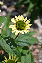 Mooodz Shiny Coneflower (Echinacea 'Hilmooshin') at Lakeshore Garden Centres