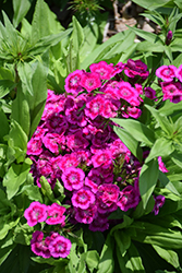 Barbarini Purple Bicolor Sweet William (Dianthus barbatus 'Barbarini Purple Bicolor') at Lakeshore Garden Centres