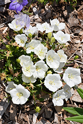 Pristar White Bellflower (Campanula carpatica 'Pristar White') at Peter Knippel Garden Centre