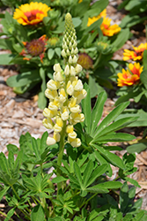 Lupini Yellow Shades Lupine (Lupinus polyphyllus 'Lupini Yellow Shades') at Lakeshore Garden Centres