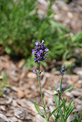 Scent Early Blue Lavender (Lavandula angustifolia 'Syngablusc') at Lakeshore Garden Centres