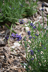Sentivia Early Blue Lavender (Lavandula angustifolia 'Sentivia Early Blue') at Lakeshore Garden Centres