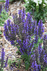 Adora Blue Meadow Sage (Salvia x superba 'Adora Blue') at Lakeshore Garden Centres