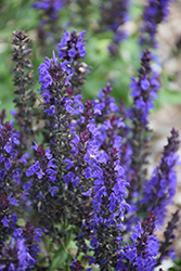 Adora Blue Meadow Sage (Salvia x superba 'Adora Blue') at Lakeshore Garden Centres