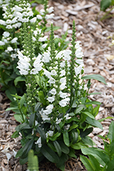 Crystal Peak White Obedient Plant (Physostegia virginiana 'Crystal Peak White') at Golden Acre Home & Garden