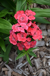 Barbarini Salmon Sweet William (Dianthus barbatus 'Barbarini Salmon') at Lakeshore Garden Centres