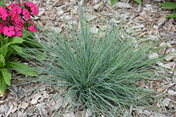 Freddy Blue Fescue (Festuca glauca 'Freddy') at Lakeshore Garden Centres