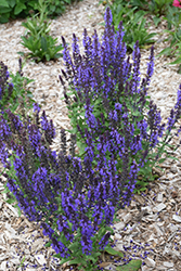 Merleau Blue Sage (Salvia 'Merleau Blue') at Golden Acre Home & Garden