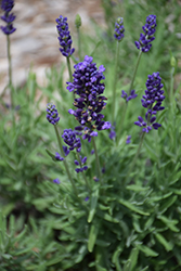 Aromatico Blue Compact Lavender (Lavandula angustifolia 'Laaz00004') at Lakeshore Garden Centres