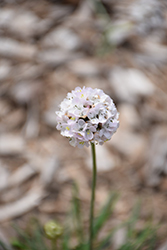 Morning Star White Sea Thrift (Armeria maritima 'Morning Star White') at Lakeshore Garden Centres