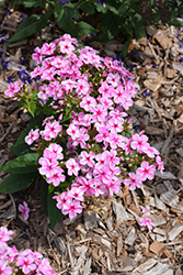 Early Pink Candy Garden Phlox (Phlox paniculata 'Early Pink Candy') at Peter Knippel Garden Centre