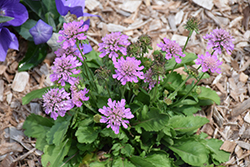 Ritz Rose Pincushion Flower (Scabiosa japonica 'Ritz Rose') at Lakeshore Garden Centres