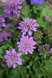 Ritz Rose Pincushion Flower (Scabiosa japonica 'Ritz Rose') at Lakeshore Garden Centres