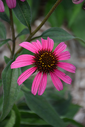 Mooodz Awake Coneflower (Echinacea 'Hilmooawak') at Lakeshore Garden Centres