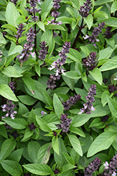 Cinnamon Basil (Ocimum basilicum 'Cinnamon') at Lakeshore Garden Centres
