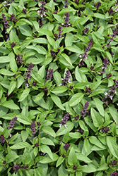 Licorice Basil (Ocimum basilicum 'Licorice') at Lakeshore Garden Centres
