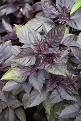 Purple Opal Basil (Ocimum basilicum 'Purple Opal') at Lakeshore Garden Centres