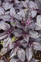 Red Rubin Basil (Ocimum basilicum 'Red Rubin') at Lakeshore Garden Centres