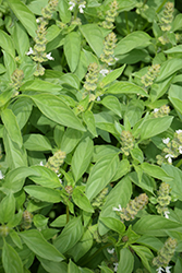 Lime Basil (Ocimum americanum 'Lime') at Lakeshore Garden Centres