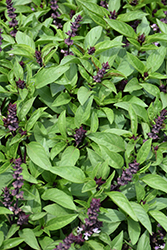 Clove Basil (Ocimum gratissimum) at Lakeshore Garden Centres