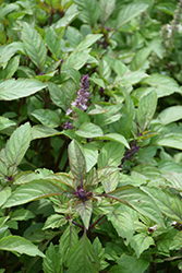 Persian Basil (Ocimum basilicum 'Persian') at Lakeshore Garden Centres