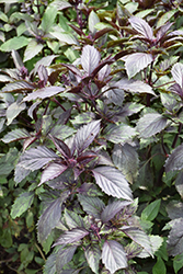 Corsican Basil (Ocimum basilicum 'Corsican') at Lakeshore Garden Centres