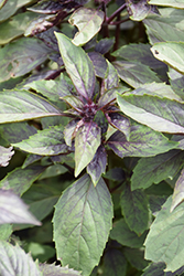 Corsican Basil (Ocimum basilicum 'Corsican') at Lakeshore Garden Centres