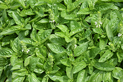 Dolce Fresca Basil (Ocimum basilicum 'Dolce Fresca') at Lakeshore Garden Centres