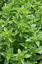 Piccolo Basil (Ocimum basilicum 'Piccolo') at Lakeshore Garden Centres