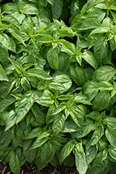 Amazel Basil (Ocimum 'Amazel') at Lakeshore Garden Centres
