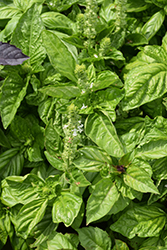 Romanesco Basil (Ocimum basilicum 'Romanesco') at Lakeshore Garden Centres