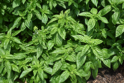 Romanesco Basil (Ocimum basilicum 'Romanesco') at Lakeshore Garden Centres